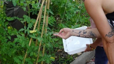 Une animatrice montre une feuille de tomate à un enfant