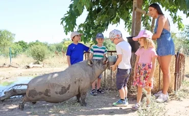 Un groupe d'enfants et leur animatrice tendent de la nourriture à un cochon