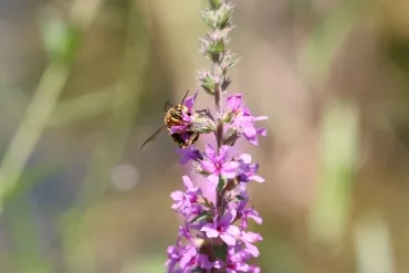 Vacances d'été - 9 au 13 juillet 2018