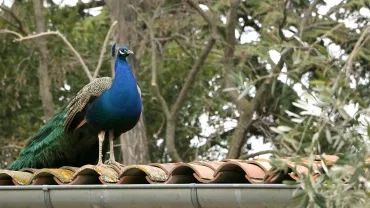 Mercredis de janvier 2018