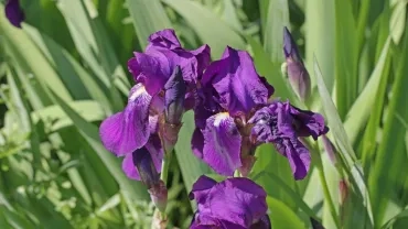 Mercredis d'avril 2017
