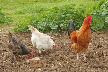 Mercredis d'avril 2019