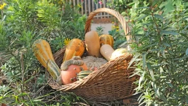 Mercredis de novembre 2019