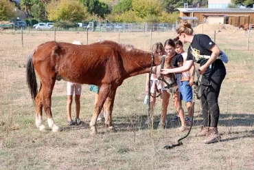 Un groupe d'enfants et leur animatrice passent un licol à un cheval