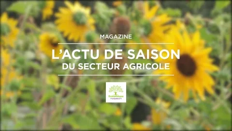 Photo de tournesols avec nom du magazine écrit
