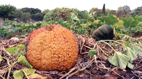 Vacances d'automne - 23 au 27 octobre 2023