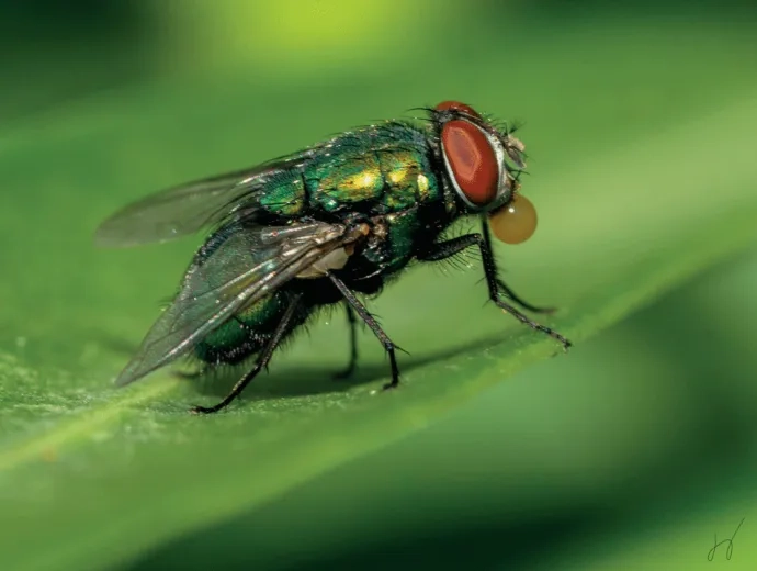 photo d'une mouche sur une feuille qui fait une bulle