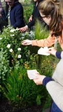Des adultes placent des étiquettes sur des plantes