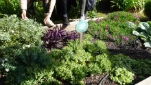 Carré "vue" du jardin des sens avec des plantes de formes et de couleurs variées
