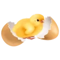 Illustration d'un poussin au milieu de sa coquille cassée en deux