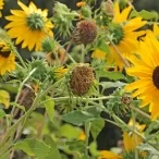 Vacances d'été - 27 au 31 juillet 2020