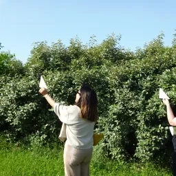 Photo de deux personnes le bras levé qui observent et mesurent un arbre de loin