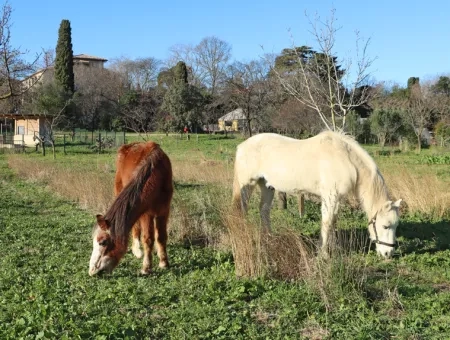 Deux chevaux en liberté sur un espace enherbé du verger avec une haie arborée, un batiment et la yourte de l'Écolothèque en fond